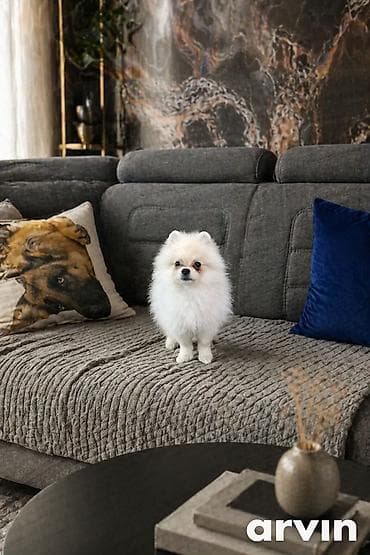 Шпиц, 4 месяца, Самец