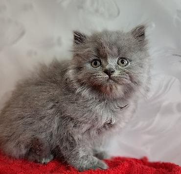 cat litter: Скотиш Страйт (Шотландская прямоухая), 2 месяца, Мальчик, Голубой, Приучена к лотку, Проглистована — 4