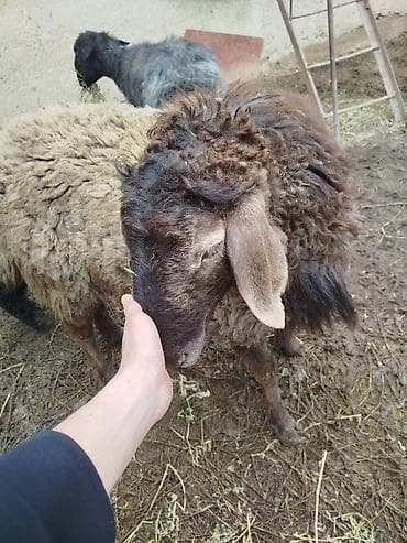 афганский баран: Продаю | Овца (самка) | Для разведения | Матка — 3