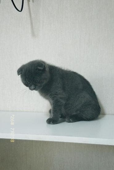 cane corso: Шотландский вислоухий котёнок (Scottish Fold), окрас: сплошной — 2