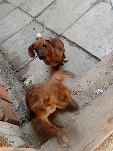 Такса Щенки мелкого/среднего размера, короткошёрстные, тигрового и