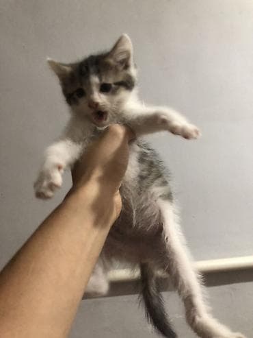 кошка белый: 3 девочки срочно ищут новый дом ! К лотку приучены — 1