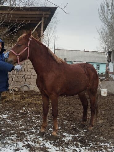 далматинец купить: Продаю | Жеребец | Рабочий — 10