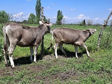 вака купить: Продаю | Бык (самец) | Швицкая | На откорм | Привязанные — 3