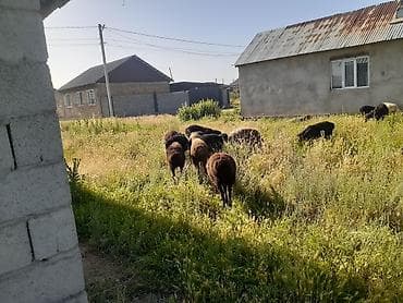купить барана с доставкой: Продаю | Ягненок — 2