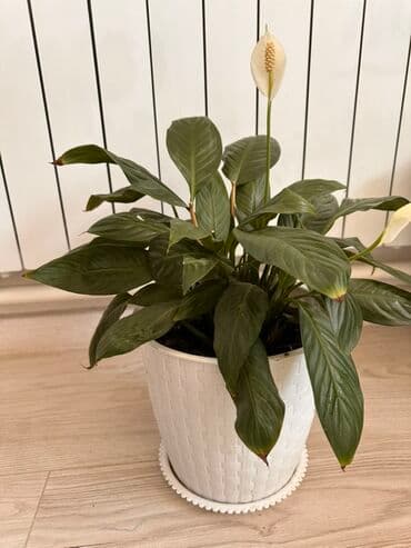 купить фикус: Комнатные растения Цена за один горшок-1000с - Спатифиллум (женское — 2