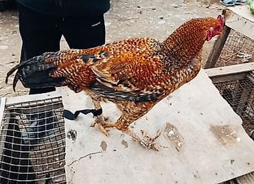 кошка домашный: Продаю | Петух | Для разведения — 2