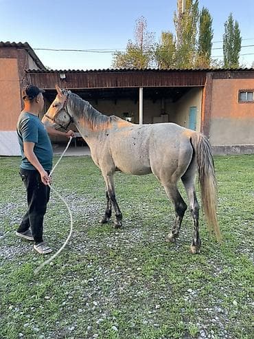 Продаю | Жеребец | Рабочий