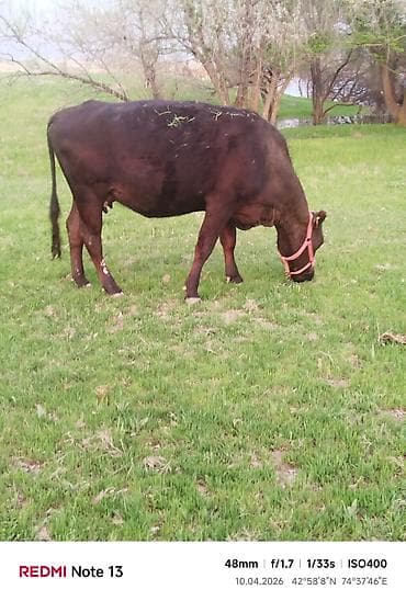 кой сойом: Продаю | Корова (самка) — 3