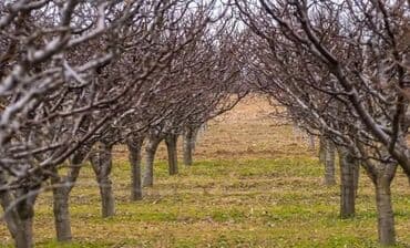 для яблок: Обрезка плодовых деревьев.Формирование кроны деревьев. Абрикосов — 1