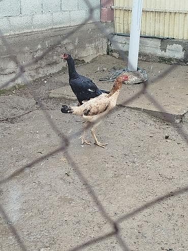 баштай жугору: Сатам | Тооктор — 6