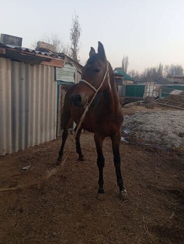 пудель карликовый цена: Продаю | Жеребец | Рабочий — 5