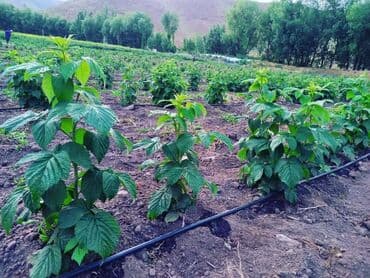 полироль авто: Малина Оптом, Самовывоз — 4