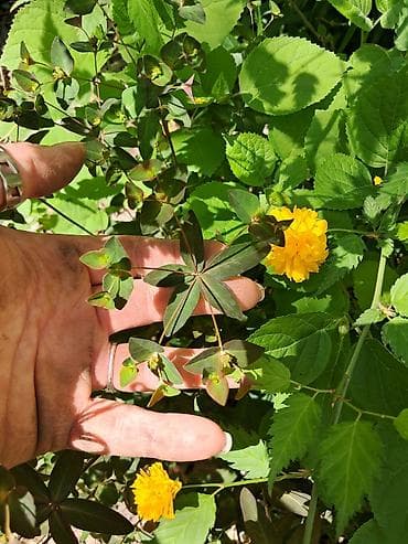 Многолетние садовые растения (делёнки/корневища) для тенистых и — 1