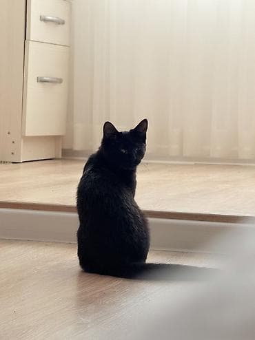 d cat: 🐾 КОШЕЧКА СОНЯ ИЩЕТ ДОМ! 🐾 🐈 Соня — ласковая и очень умная малышка — 1