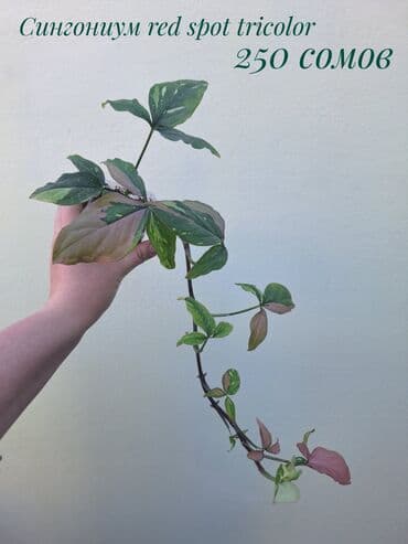 покупка деревьев: ● Комнатные растения (укоренённые черенки, молодые растения, взрослые — 8