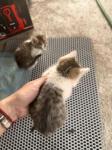кошка мышык: Отдам котят в хорошие руки. Мать превосходный охотник на мышей и крыс — 7