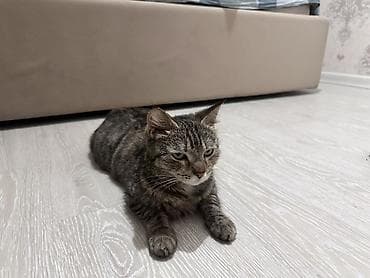 scottish fold: Беспородная, 2 года, Девочка, Приучена к лотку — 1