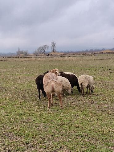 продаю баран арашан: Сатам | Кочкор (эркек) | Арашан — 3