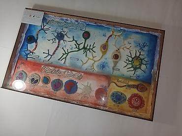 круглые магниты: Набор настенных учебных таблиц “Types of Cells” (англ. язык) — серия — 3
