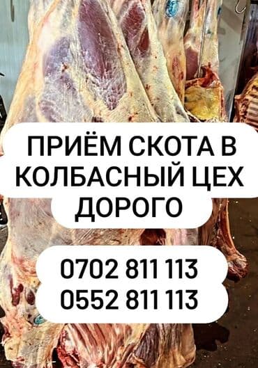 животные для дома: Сатып алам | Жылкылар, аттар, Башка а/ч жаныбарлары | Бардык шартта, Союлган, Союуга, этке — 1