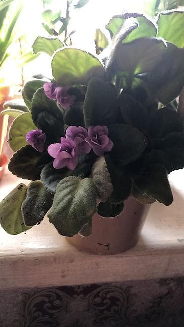 фикус каучуконосный: Цена разный от150 до1000сом цветы тоже разные есть — 2