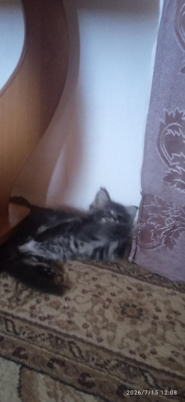 Үй жаныбарлары: В честь каникул — распродажа! Чистокровные котята Мейн-Кун ❤️. В — 5