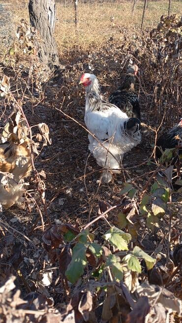 куры продаю: Продаю | Куры | Брама | Для разведения — 2