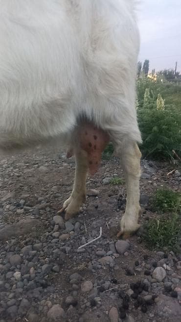 уй кой: Продаю | Коза (самка) | Для молока | Племенные — 3