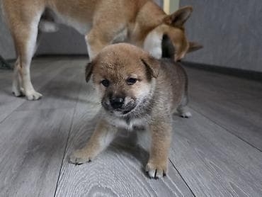 хомяки с клеткой: Сиба-ину, 1 месяц, Самец, С прививкой, С родословной — 2