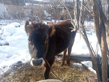 эчки сути сотилади: Сатам | Уй (ургаачы), Кунаажын — 4