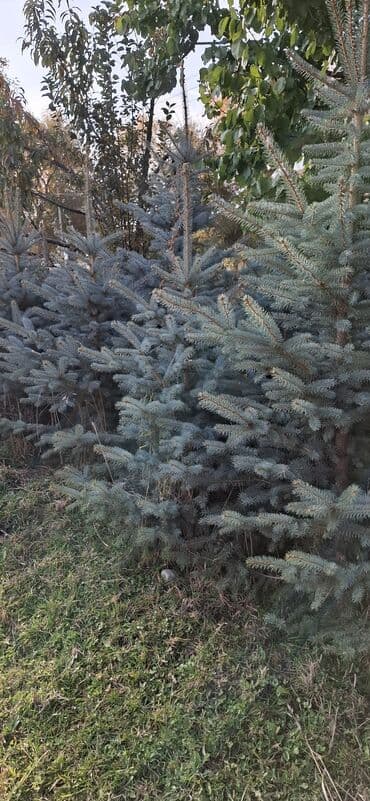 аэратор для газона: Саженцы деревьев: Ели — 2