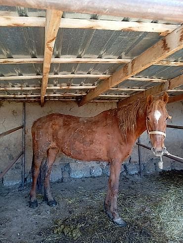 сельскохозяйственные животные продажа: Продаю | Кобыла (самка) | Для разведения — 2