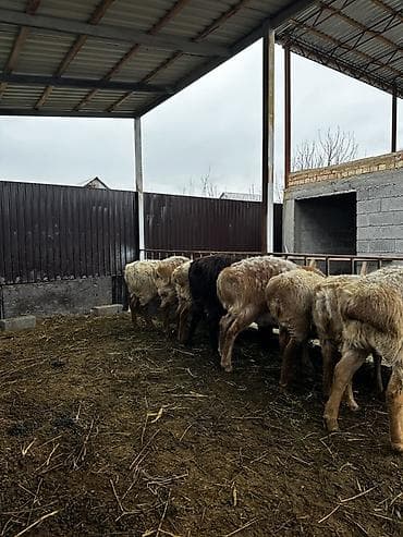 живой корм: Продаю | Овца (самка) | Эдильбаевская | Для разведения | Матка — 7