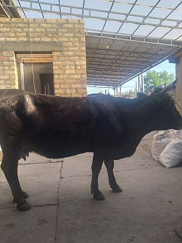 Продаю | Корова (самка) | Для молока | Привязанные