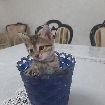 котят купить: Котята — домашние любимцы - Два очаровательных короткошерстных — 2