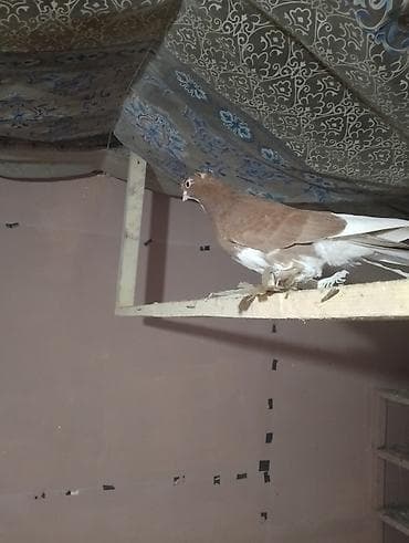 яйцо индюка купить: На игру в роде голубка будет — 2