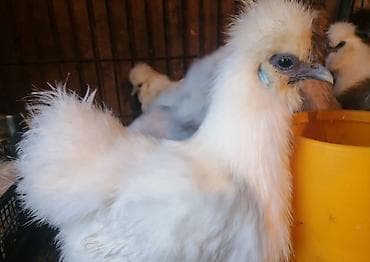 продам кур несушек оптом: Продаю китайские шелки кур петух — 2