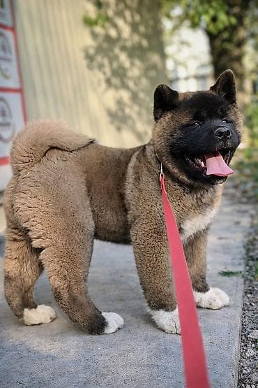 австралийский терьер: 2 месяца, Самец, С прививкой, С родословной — 1