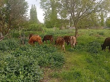 я ишу карову: Продаю | Музоо, торпок — 5