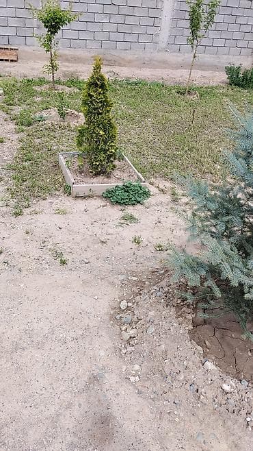 Үй жана бакча: Срочно срочно продаю. Туи и голубая ель для ландшафтного оформления - — 4