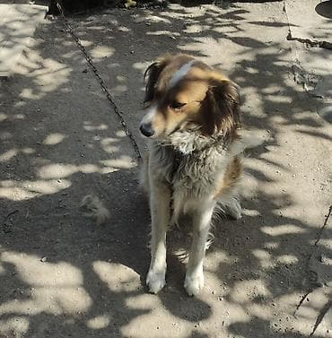 Колли, 3 жаш, Эркек, Эмделген — 1
