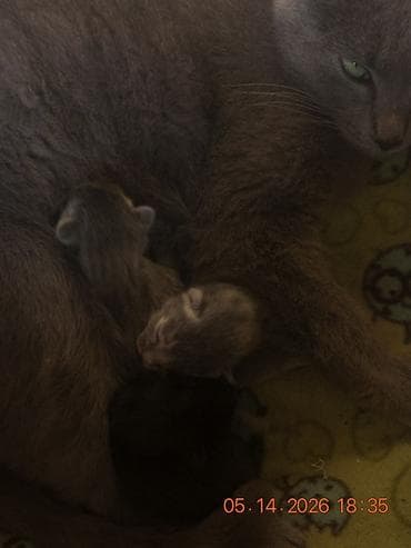 Котята от домашней кошки серого окраса. Отдаем даром 💗 - Дата
