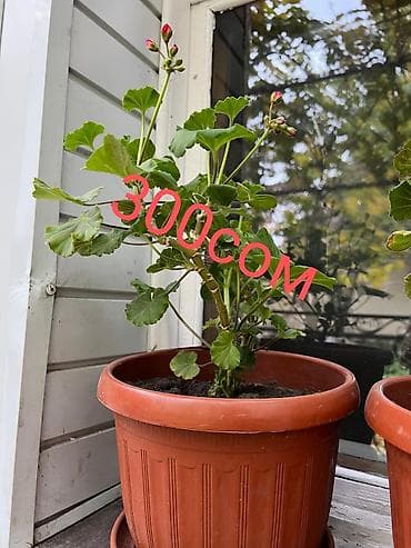 Промышленная химия: Цветы по самым низким ценам 1-Антуриум мужское счастье 4х летный в — 3