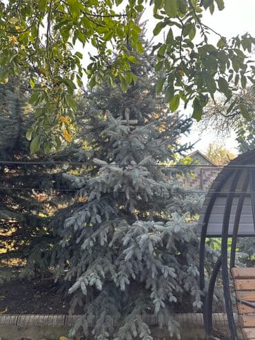 мишура цена бишкек: Голубые ели от 2м до 4м 
Цена договорная — 3