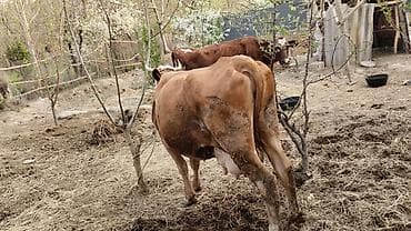 животные собака: Продаю | Корова (самка) | Симментальская | Для разведения | Нетель — 3