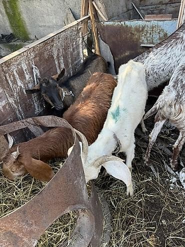 голуби животные: Продаю | Коза (самка) | Полукровка | Для разведения — 9