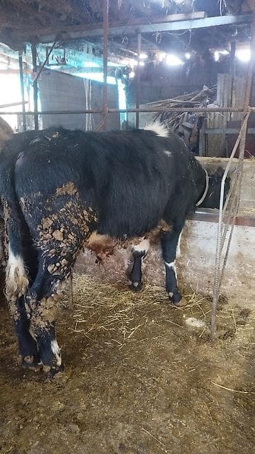 кой сатып алам бишкек: Сатам | Бука (эркек) | Бордоп семиртүү үчүн | Байланган — 1