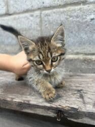 шиншилла британская кошка цена: Беспородная, 3 месяца, Мальчик, Рыжий, Приучена к лотку — 5