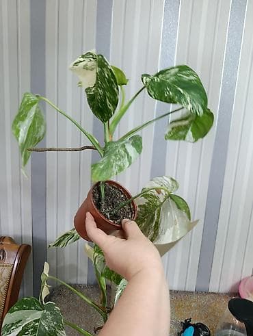 монстера цветы: Продаю цветы, все цены разные, Кара-Балта продаю сингониумов и — 2